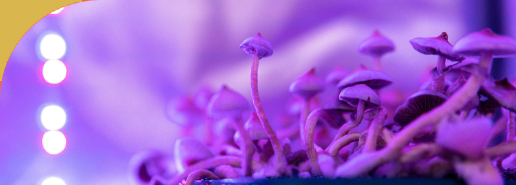 Shrooms in Purple Light